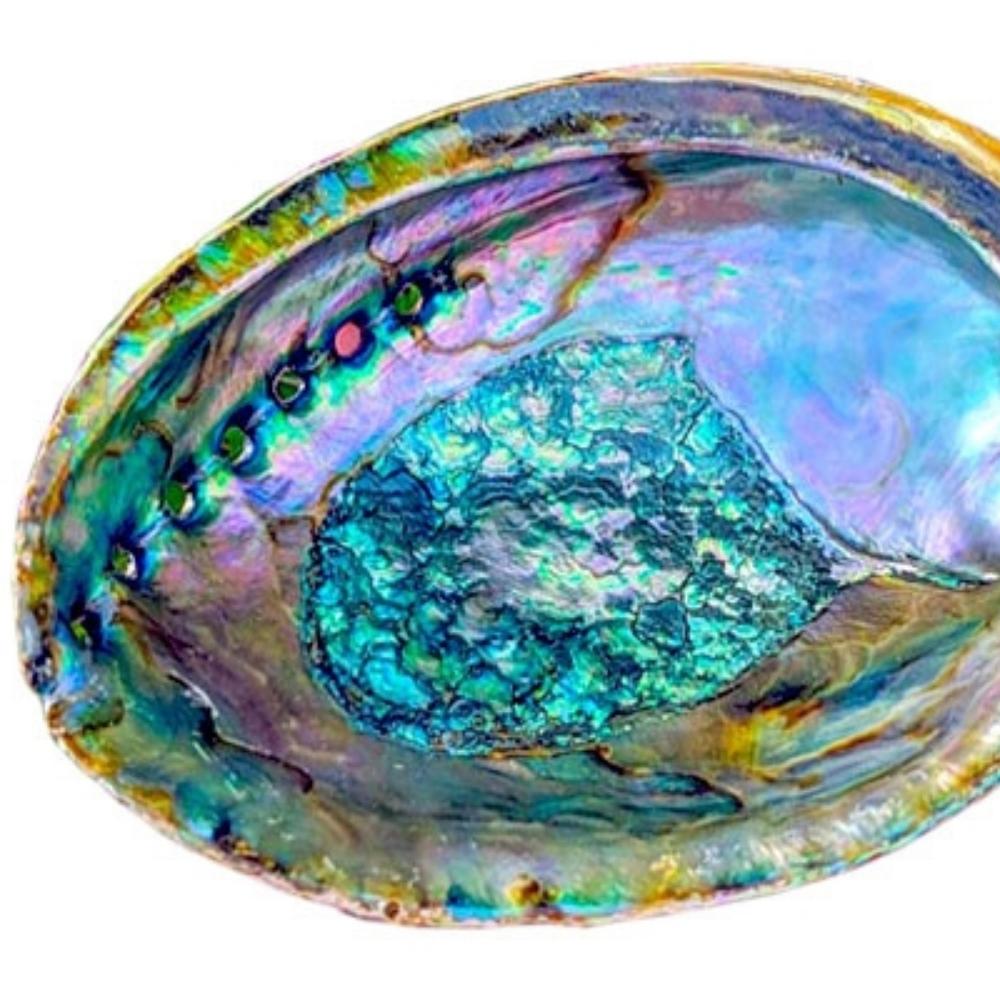 Open Green Abalone Shell