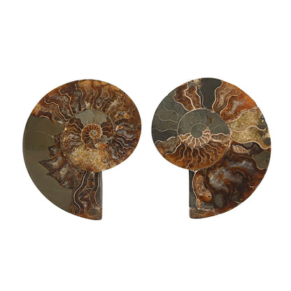 Ammonite Fossil Duo –Ancient Prehistoric Art for Your Home