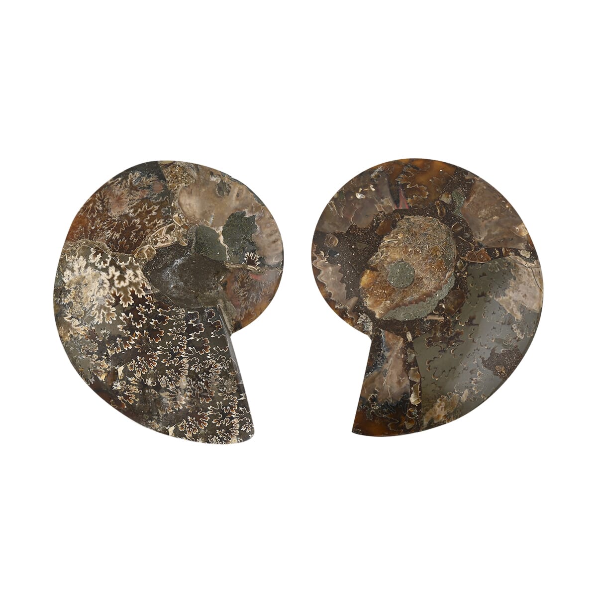 Ammonite Fossil Duo –Ancient Prehistoric Art for Your Home