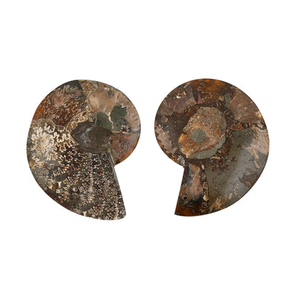 Ammonite Fossil Duo –Ancient Prehistoric Art for Your Home