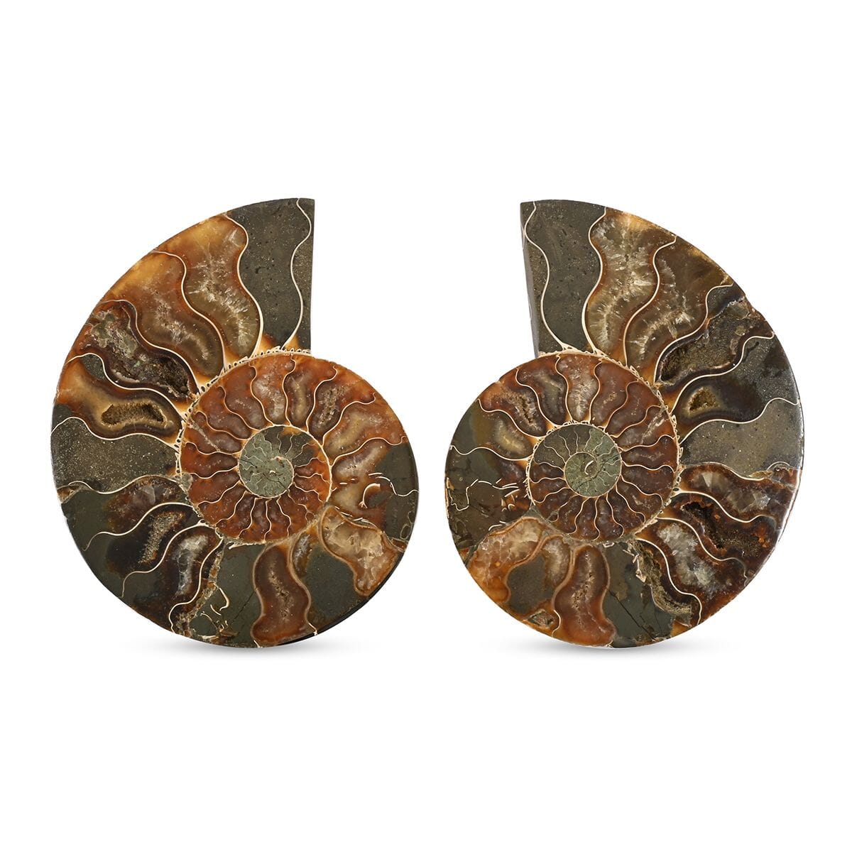 Ammonite Fossil Duo –Ancient Prehistoric Art for Your Home