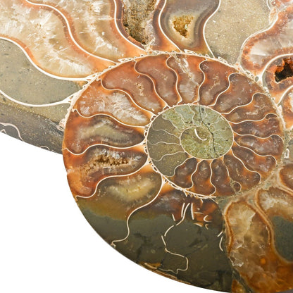 Ammonite Fossil Duo –Ancient Prehistoric Art for Your Home