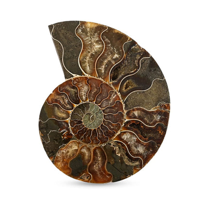 Ammonite Fossil Duo –Ancient Prehistoric Art for Your Home