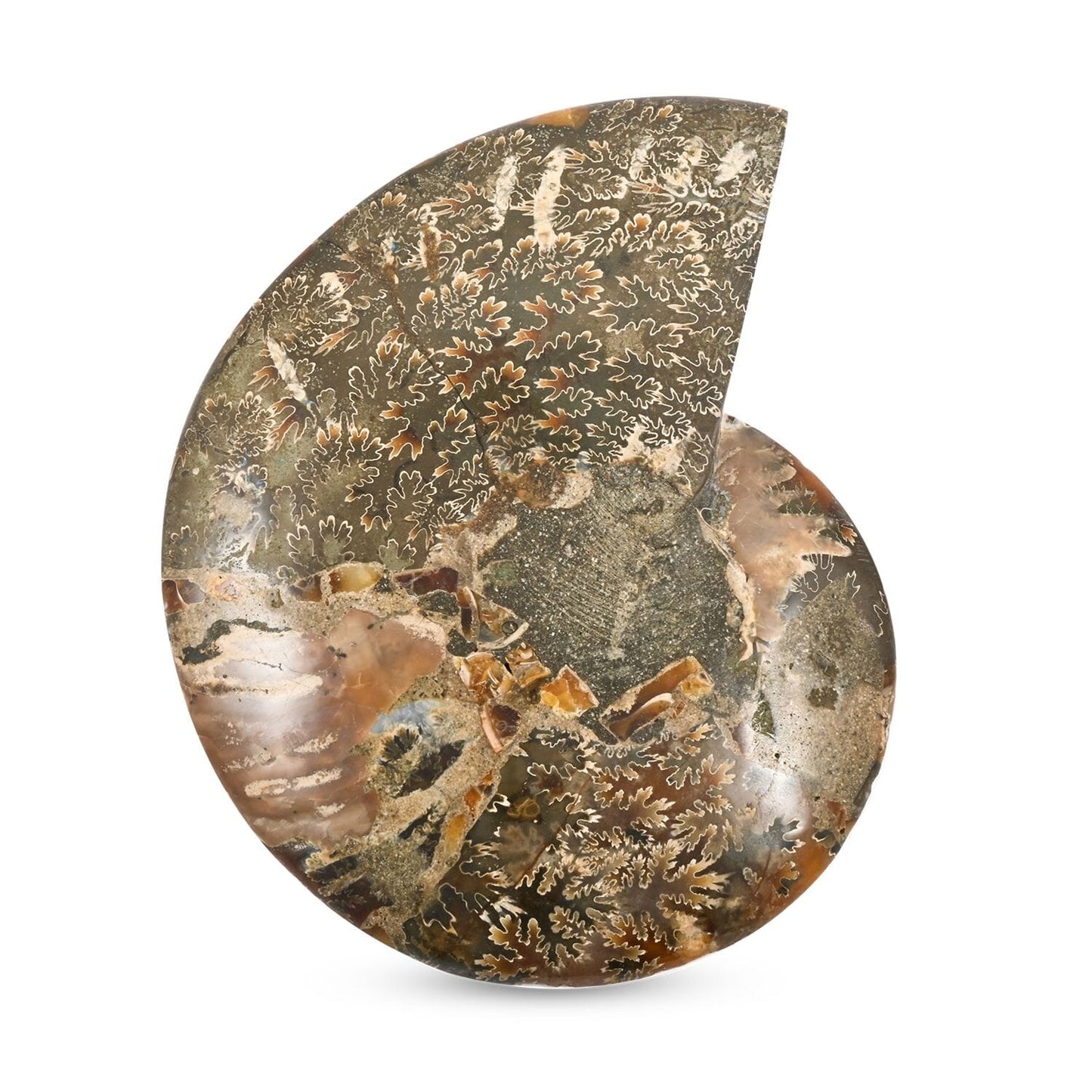 Ammonite Fossil Duo –Ancient Prehistoric Art for Your Home