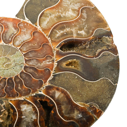 Ammonite Fossil Duo –Ancient Prehistoric Art for Your Home