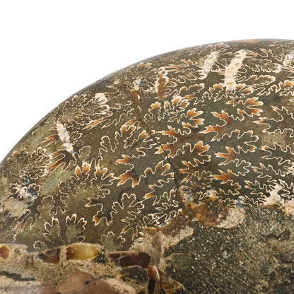 Ammonite Fossil Duo –Ancient Prehistoric Art for Your Home