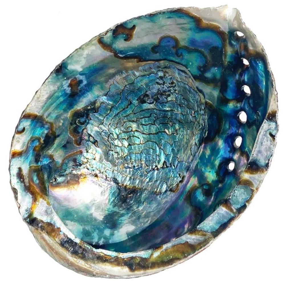 Open Green Abalone Shell