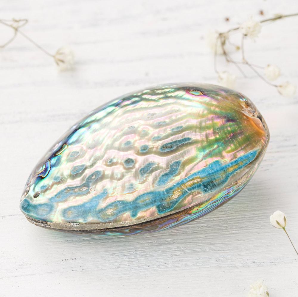 Ocean Abalone Shell